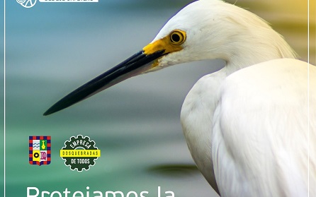 Una de las aves que tenemos como fauna nativa en nuestro municipio de Dosquebradas