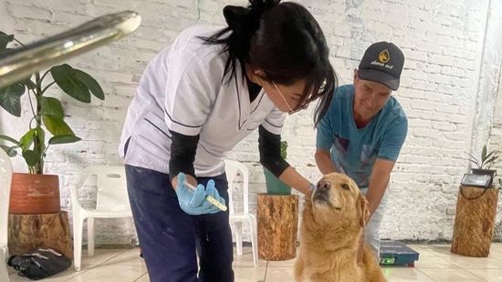 Con más de 7.500 vacunas antirrábicas, Dosquebradas garantiza la salud y el bienestar animal